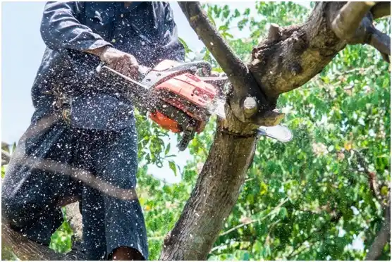 tree services McAlisterville